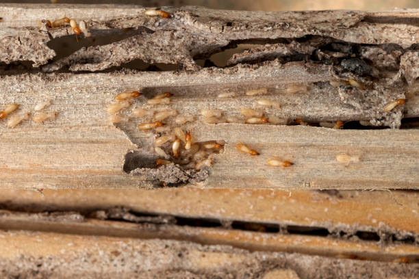 Best Residential Pest Control  in Carbondale, CO