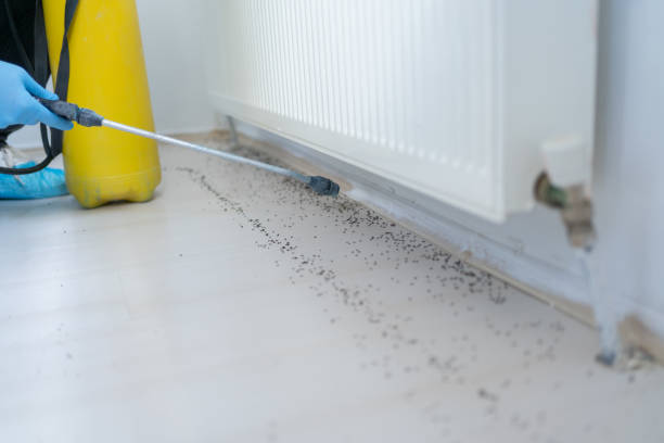 Best Local Pest Control Services  in Carbondale, CO